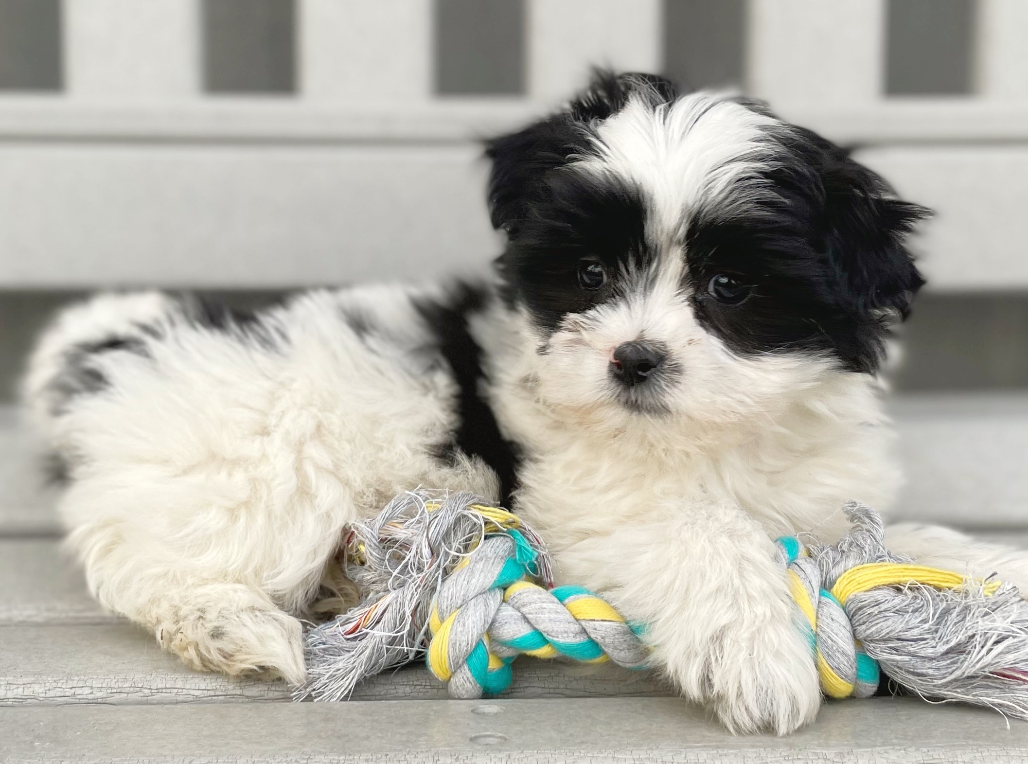 Booths Corner Pet Supply Puppy11