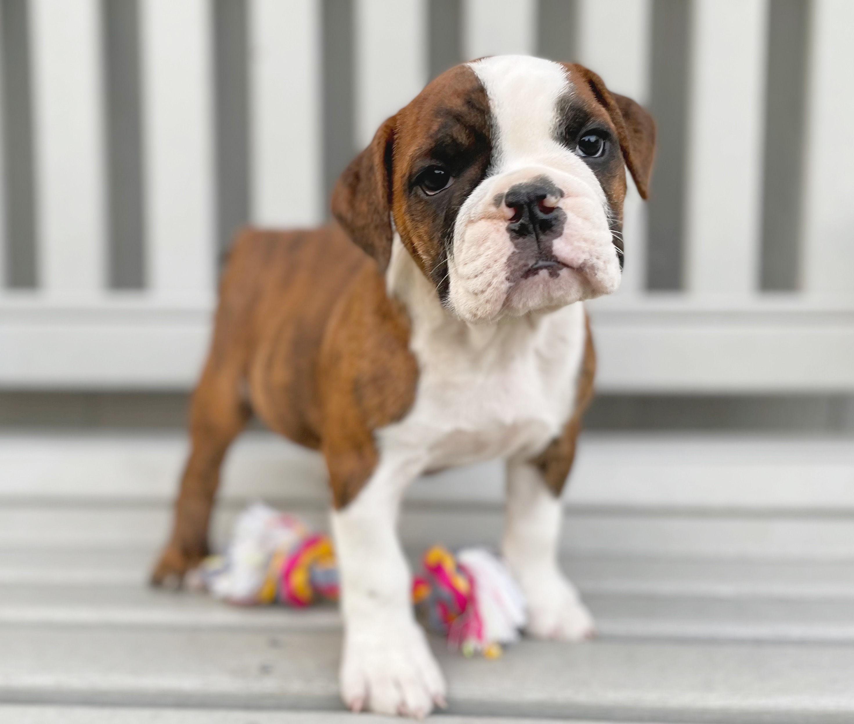 Booths Corner Pet Supply Puppy