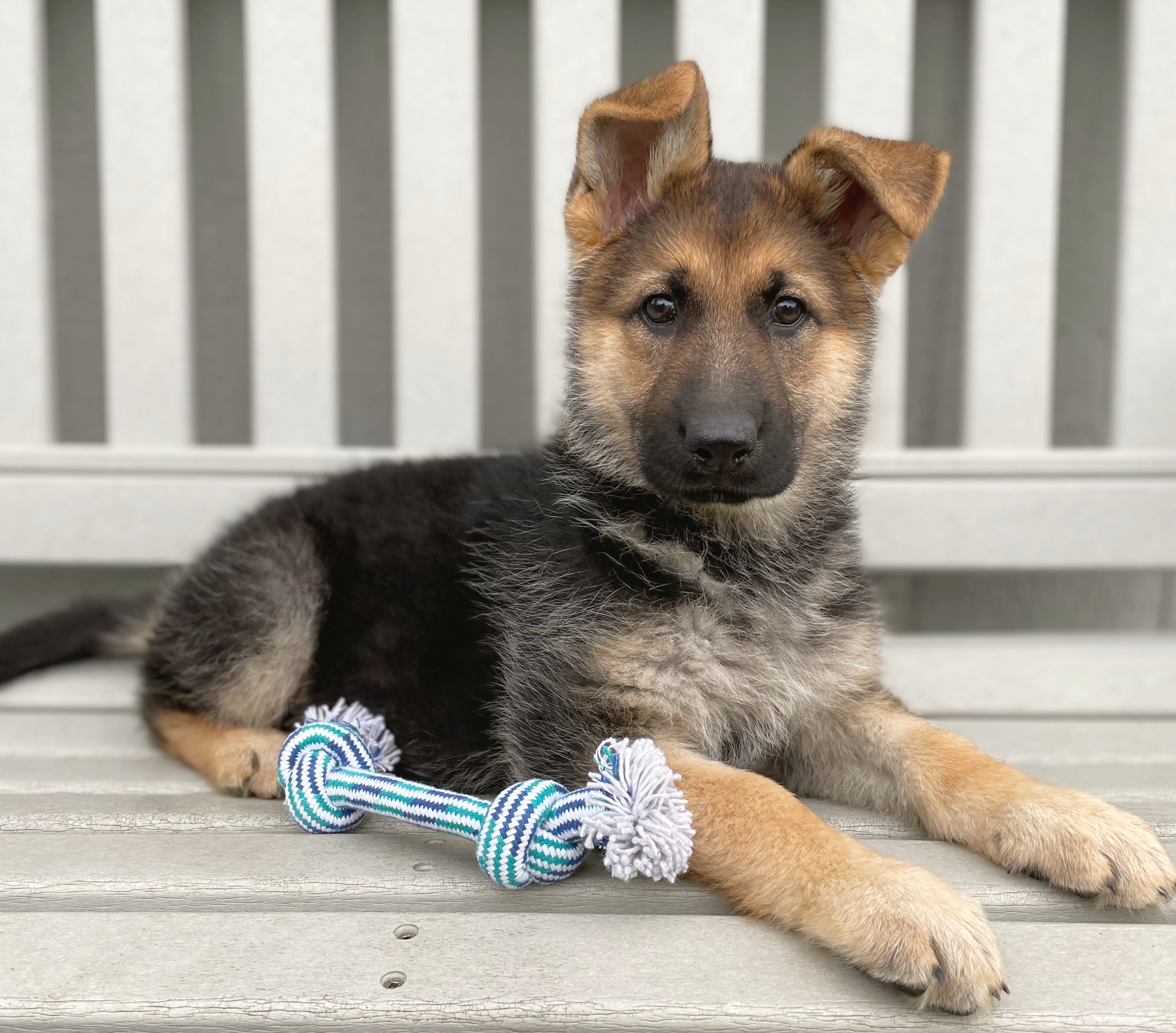 Booths Corner Pet Supply Puppy5