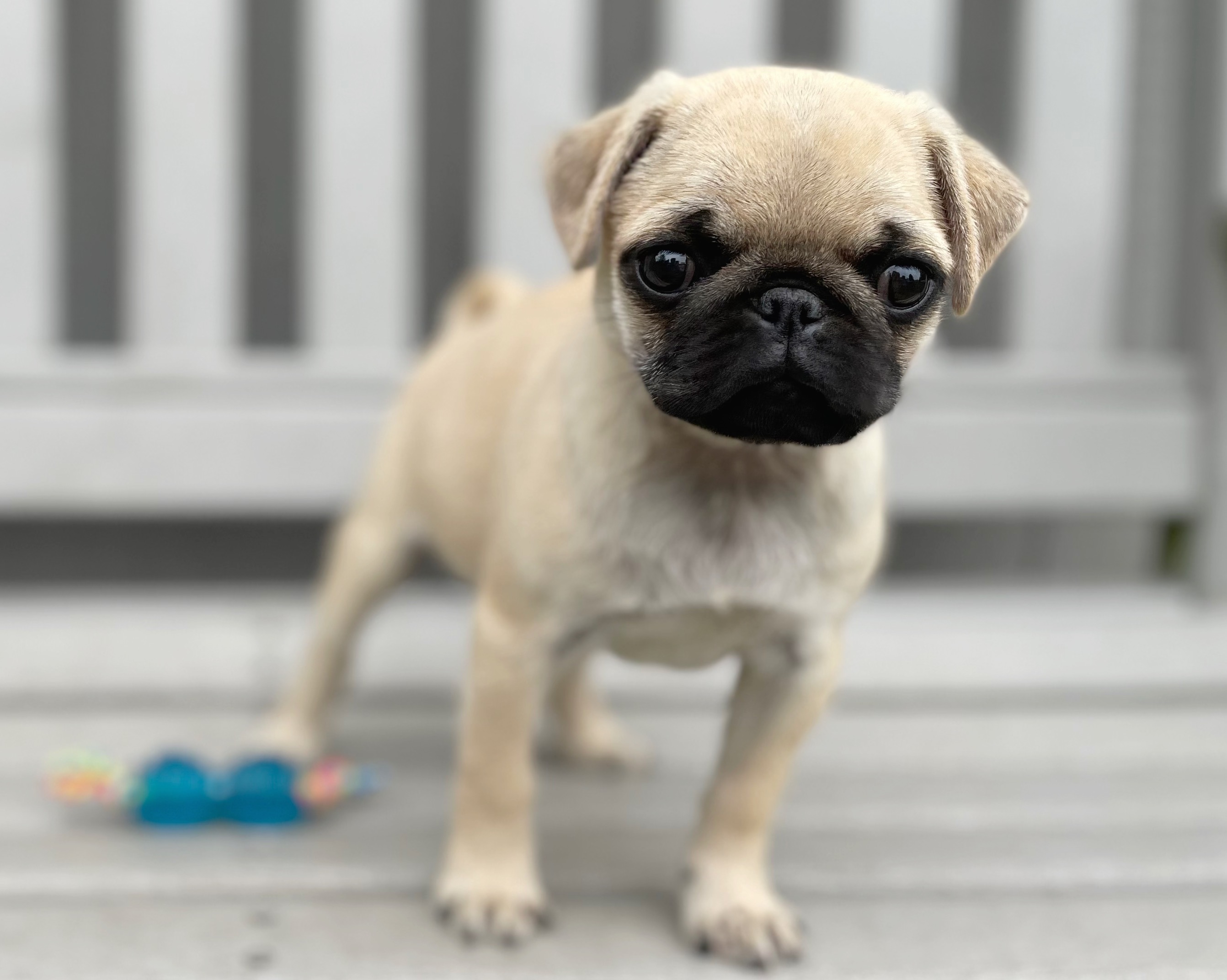 Booths Corner Pet Supply Puppy6