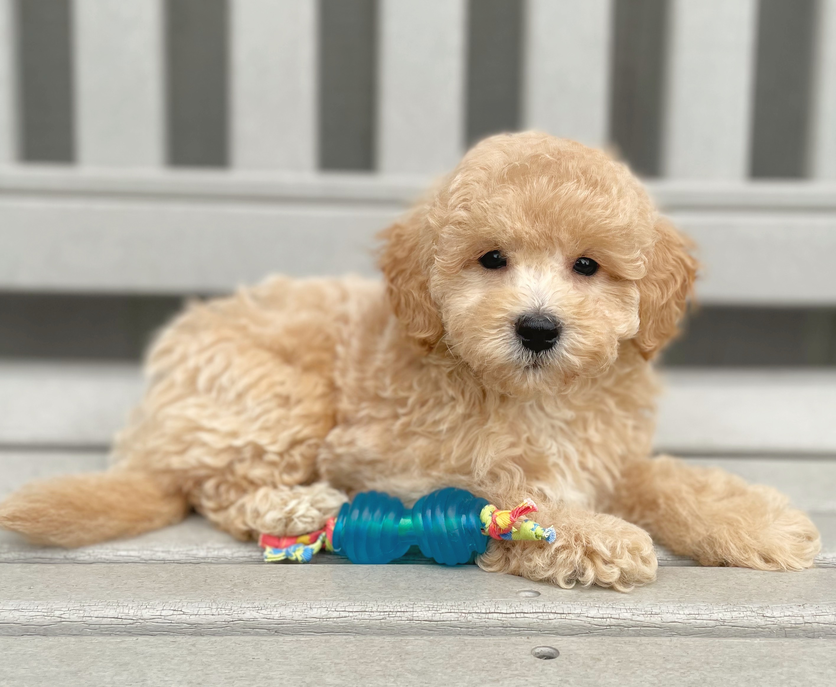 Booths Corner Pet Supply Puppy8